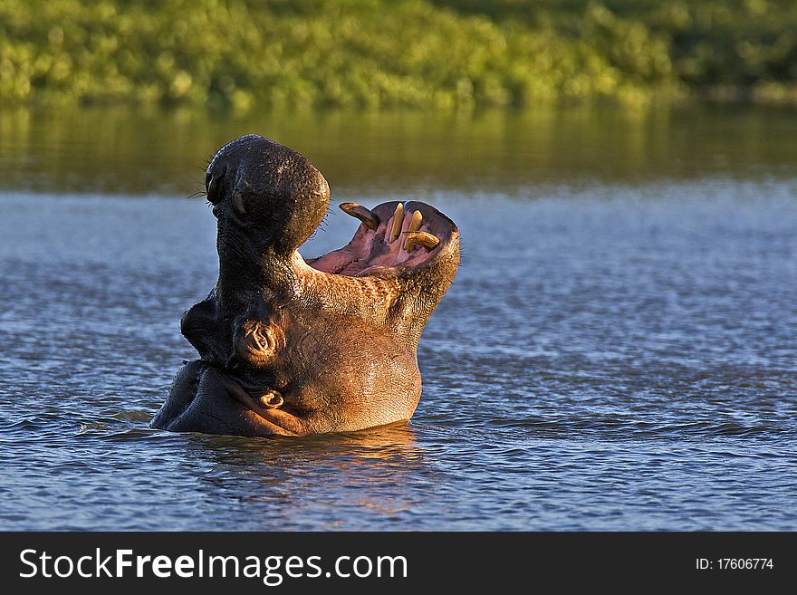 Hippo in water with open mouth showing tusks. Hippo in water with open mouth showing tusks