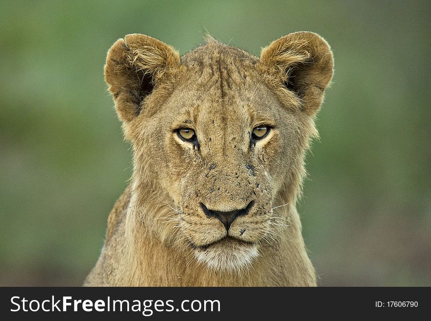 Head on young male lion portrait