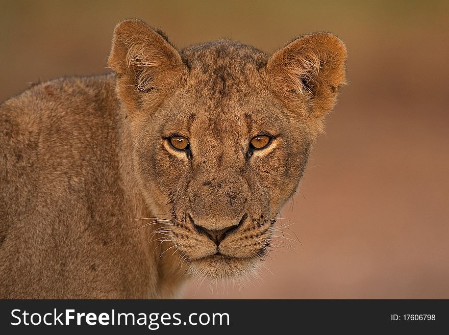 Portrait female lioness staring straight on