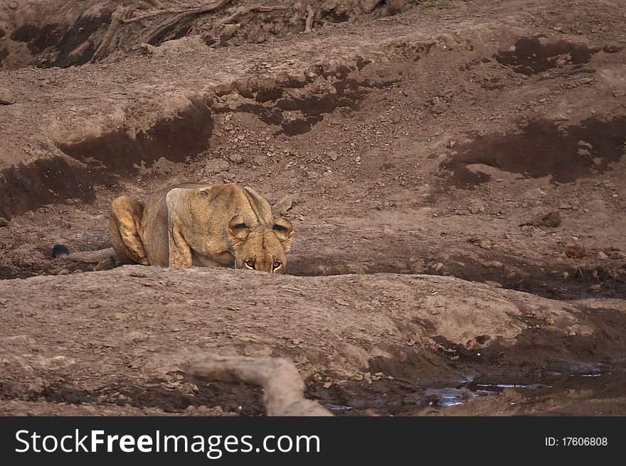 Female lion drinking