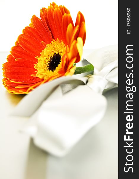 Gerbera and ribbon  on a white buckground. Gerbera and ribbon  on a white buckground