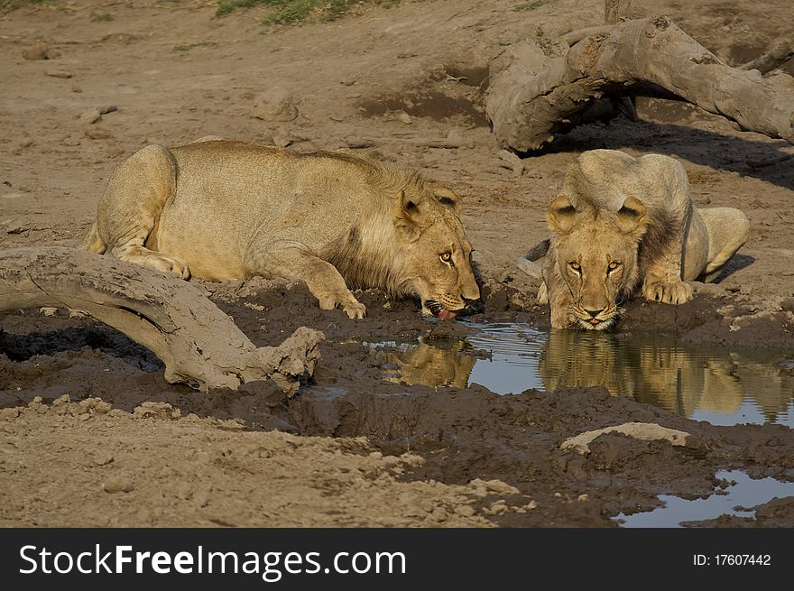 Young male lion drinking from a waterhole in africa. Young male lion drinking from a waterhole in africa