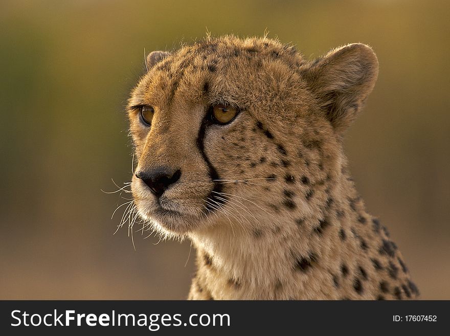 Portrait of male cheetah staring into the distance. Portrait of male cheetah staring into the distance