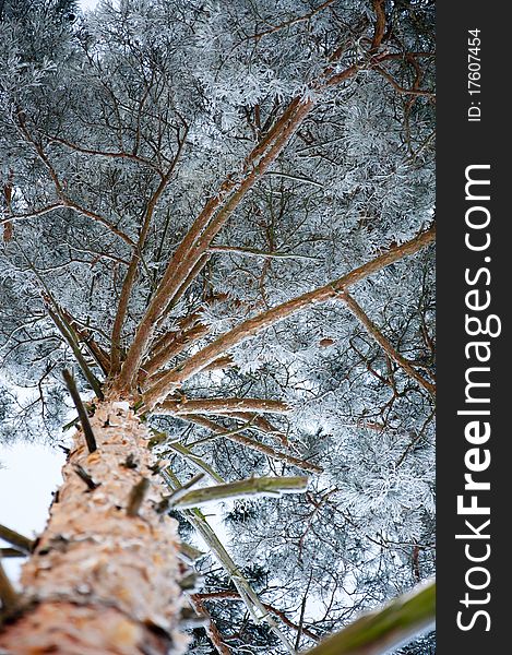 An image of pine tree covered by a snow. An image of pine tree covered by a snow