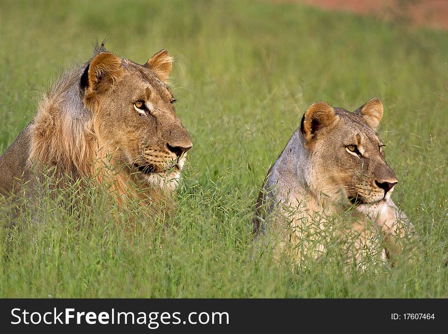 Brother and sister lion lying down in green grass. Brother and sister lion lying down in green grass