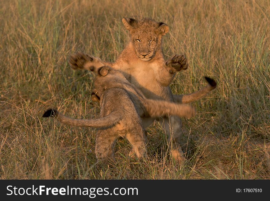 Lion cubs playing in long green grass