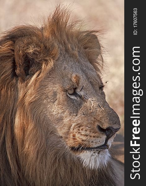 Portrait of big maned kalahari male lion. Portrait of big maned kalahari male lion