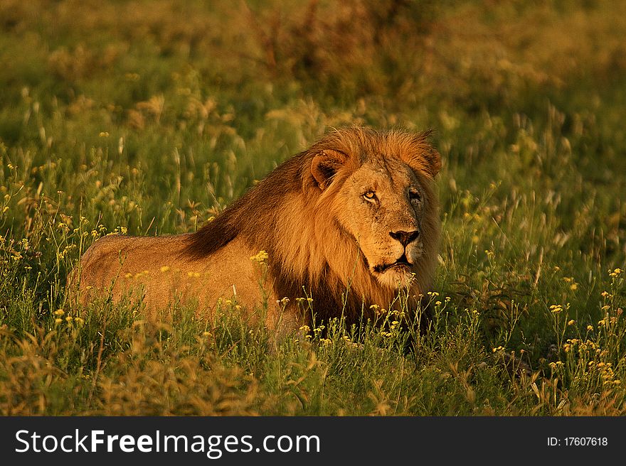 Male lion resting in plains with yellow flowers around him. Male lion resting in plains with yellow flowers around him