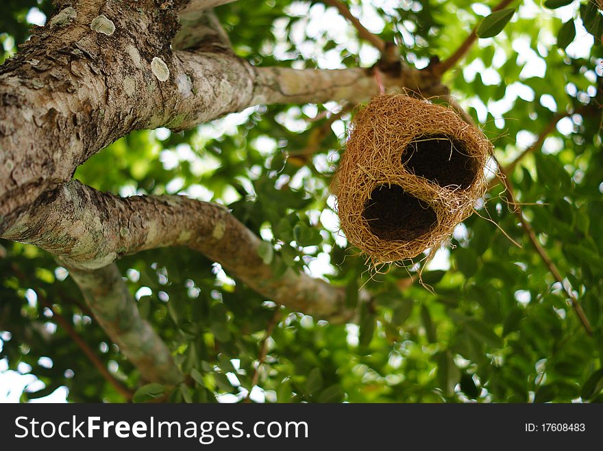 Bird nest on top of tree