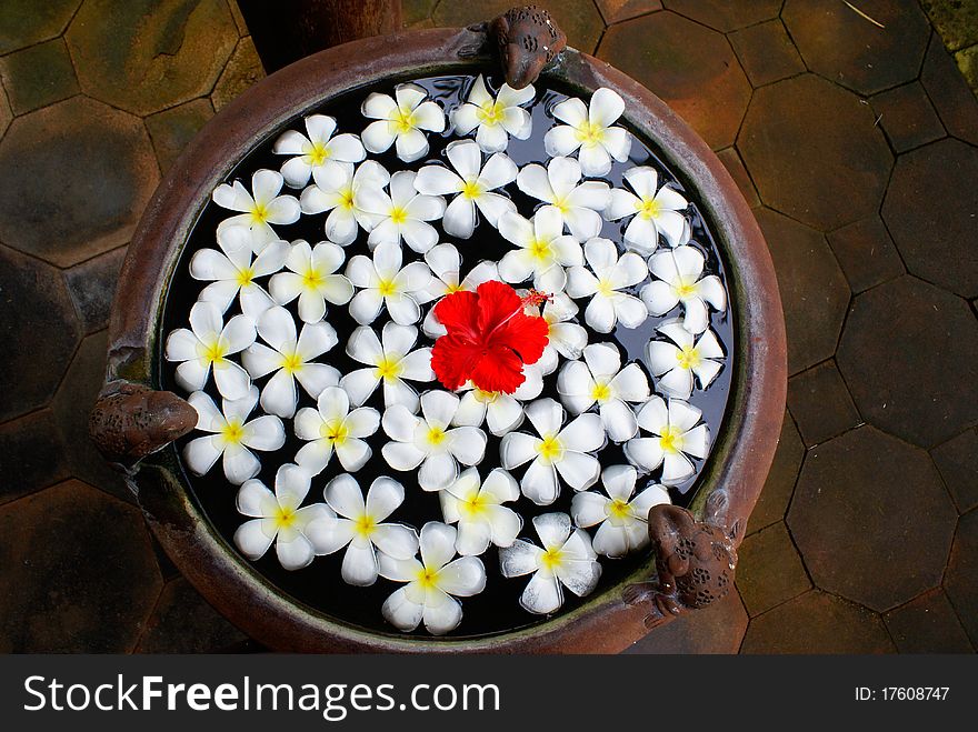 Beautiful Bali white flowers in the bowl. Beautiful Bali white flowers in the bowl