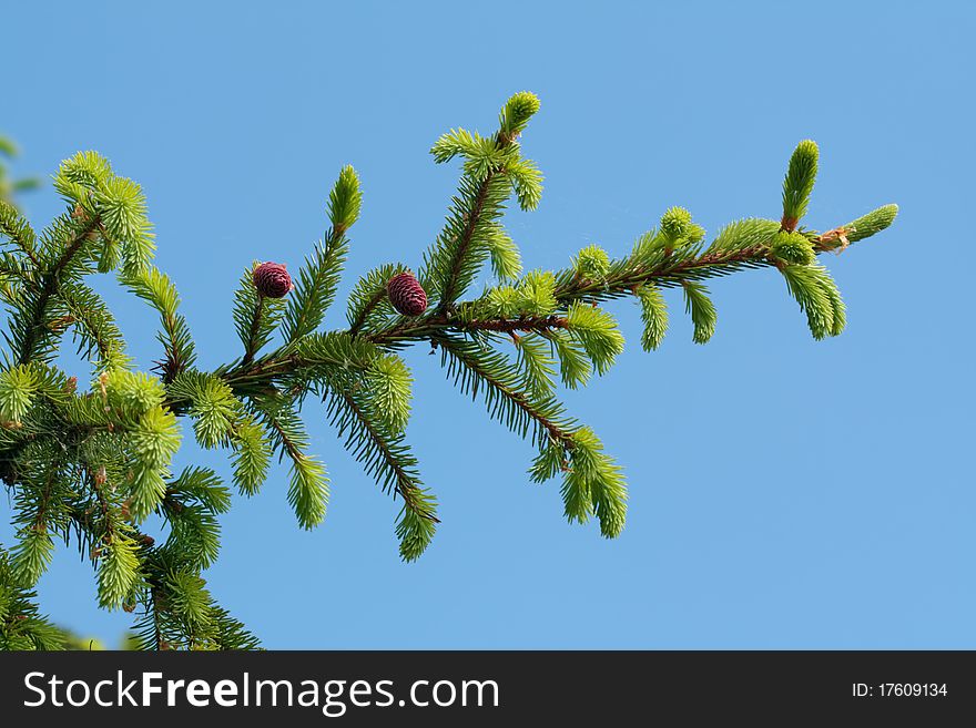 The branch of the fir. The branch of the fir.