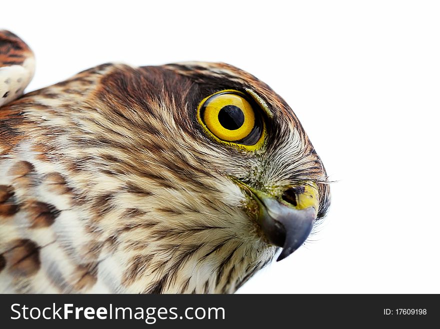Birds Of Europe - Sparrow-hawk
