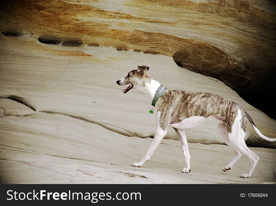 A beautiful brindle and white whippet exploring sandstone cliffs.