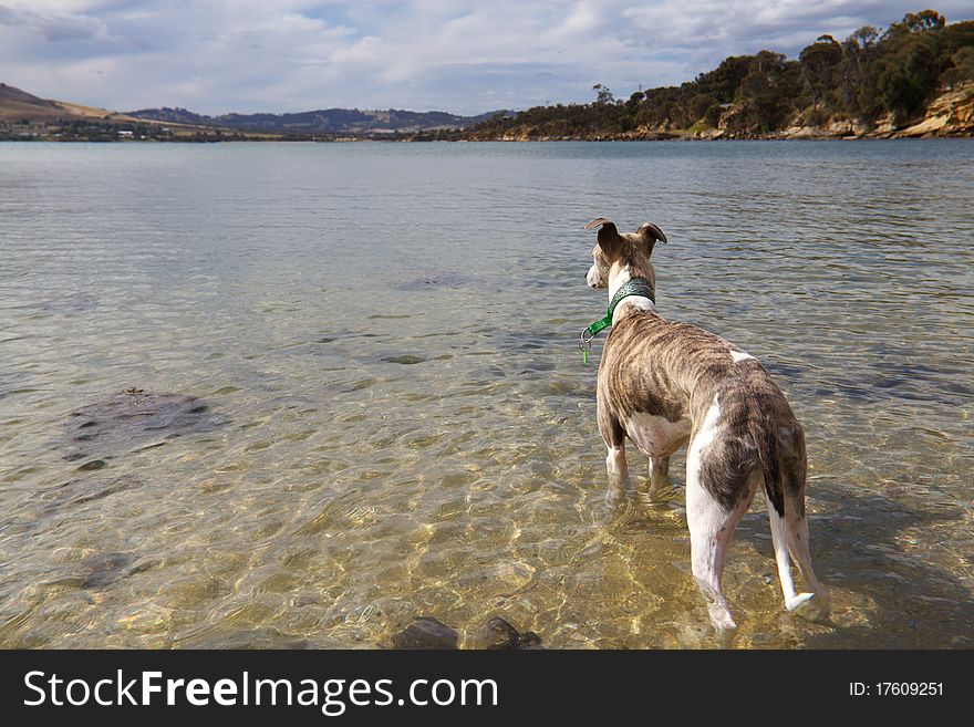 Staring out to the horizon, a lovely brindle and white whippet stands in the sea water on a hot day. Staring out to the horizon, a lovely brindle and white whippet stands in the sea water on a hot day.
