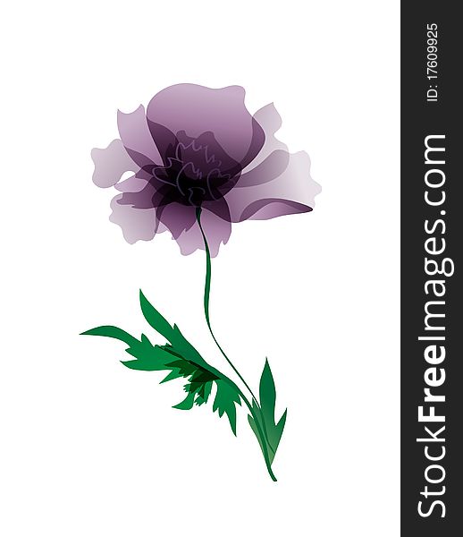 Red poppy isolated over white Multicolored Poppy flowers. Design for greeting card