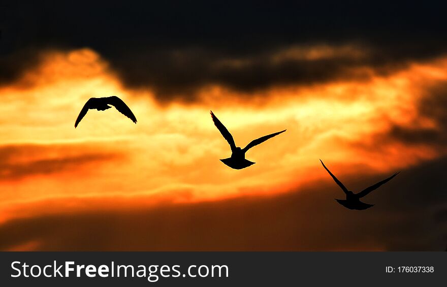 Few pigeons are flying in the evening sunset and its look great with fire cloud and pigeons silhouette. Few pigeons are flying in the evening sunset and its look great with fire cloud and pigeons silhouette