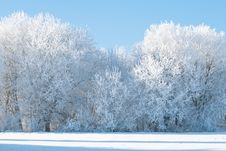 Frozen Trees On The Field Stock Photo Frozen Trees On The Field Stock Photo