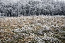Hoarfrost On A Grass, Blowing Wind. Stock Photography Hoarfrost On A Grass, Blowing Wind. Stock Photography