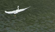 White Egret In Flight Stock Photo
