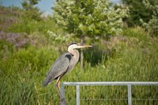 Great Blue Heron Perched On Metal Handrail Stock Photo