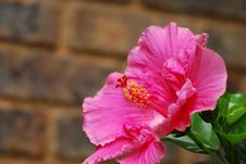 Pink Hibiscus Royalty Free Stock Images Pink Hibiscus Royalty Free Stock Images