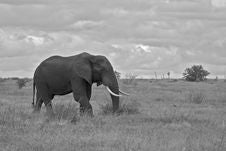 Bull Elephant Stock Photography