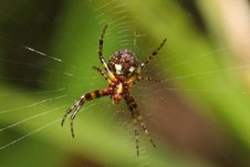 Spider And Net Stock Photography Spider And Net Stock Photography