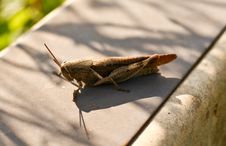 A Hopping Cricket Stock Photos A Hopping Cricket Stock Photos