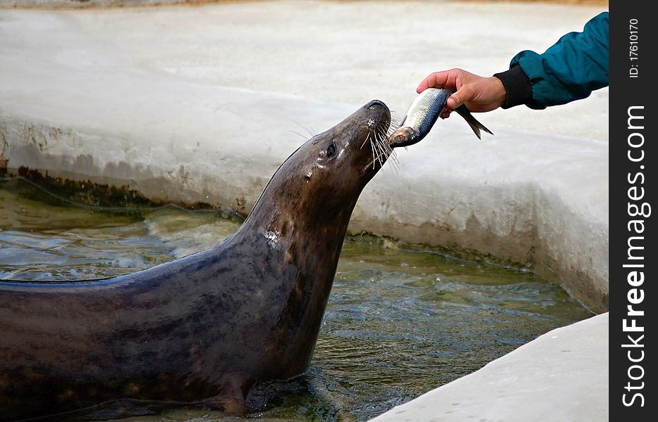 Feeding of a seal in ZOO