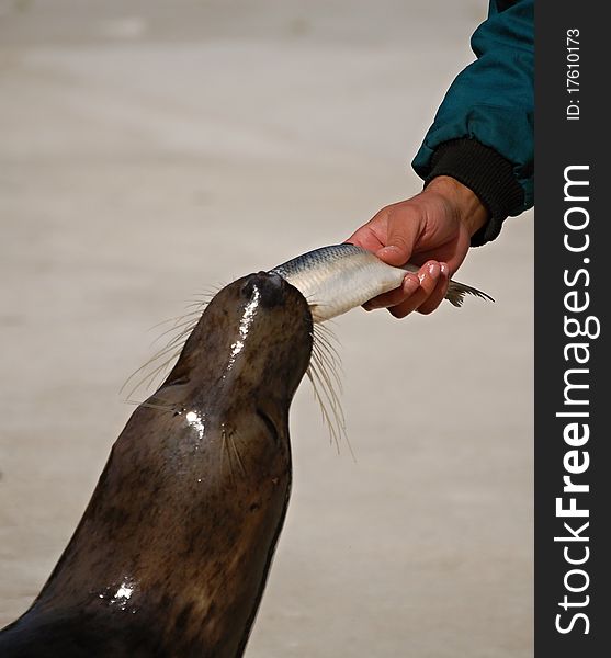 Feeding of a seal in ZOO