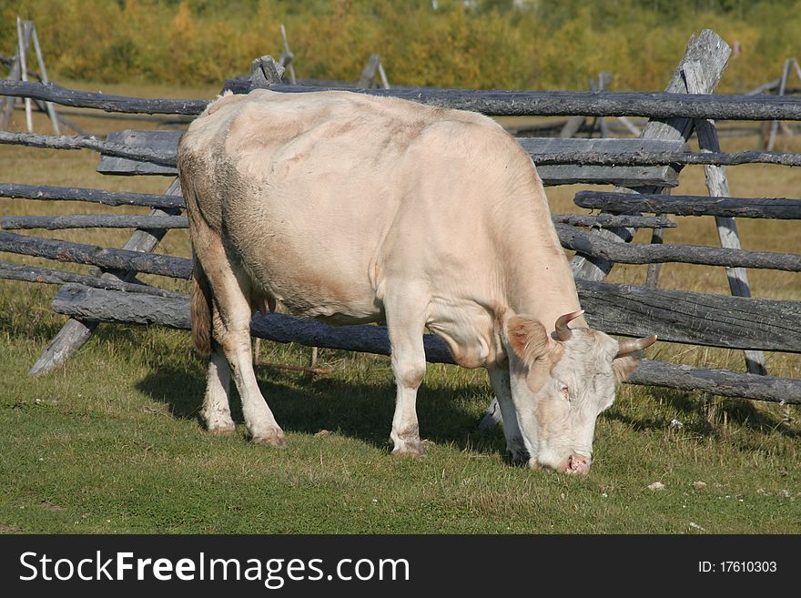 Cow grazes on pasture, eats herb. Cow grazes on pasture, eats herb