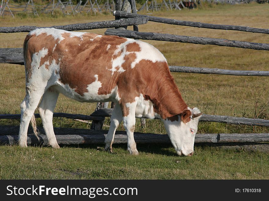 Cow grazes on pasture, eats herb. Cow grazes on pasture, eats herb