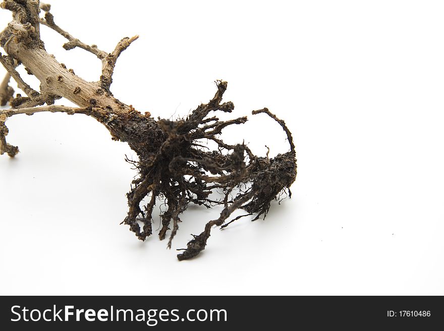 Thin bonsai with root and earth