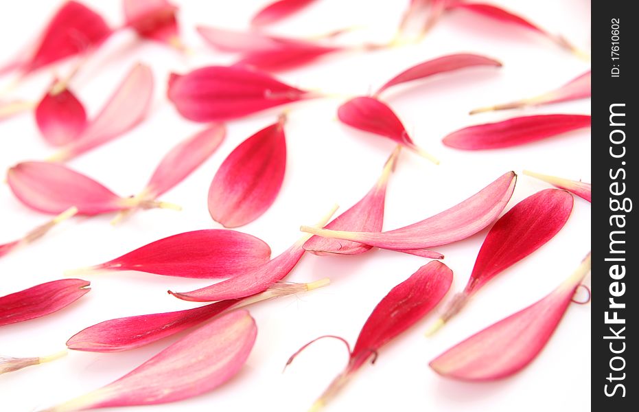Pink Petals