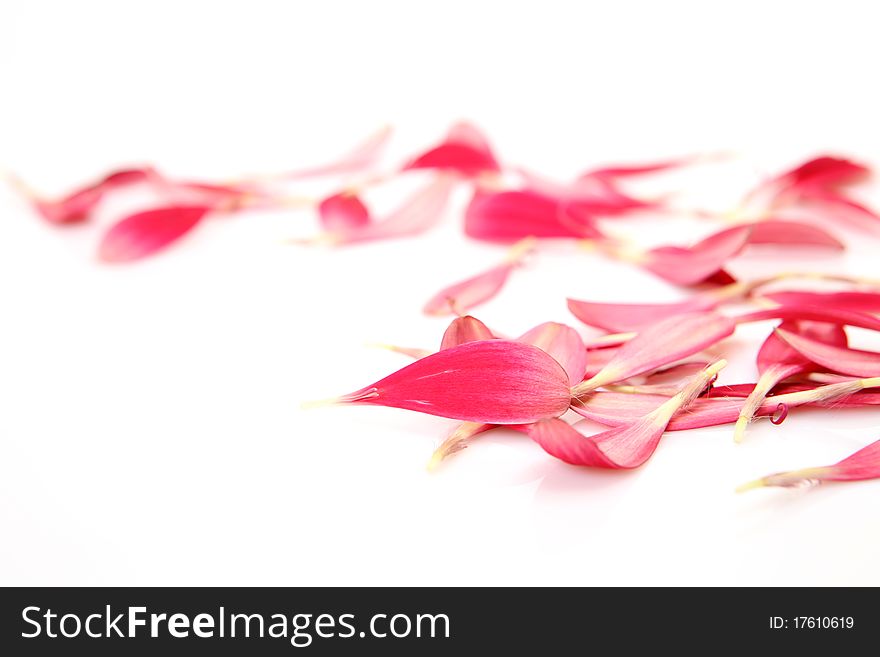 Pink petals on a white background