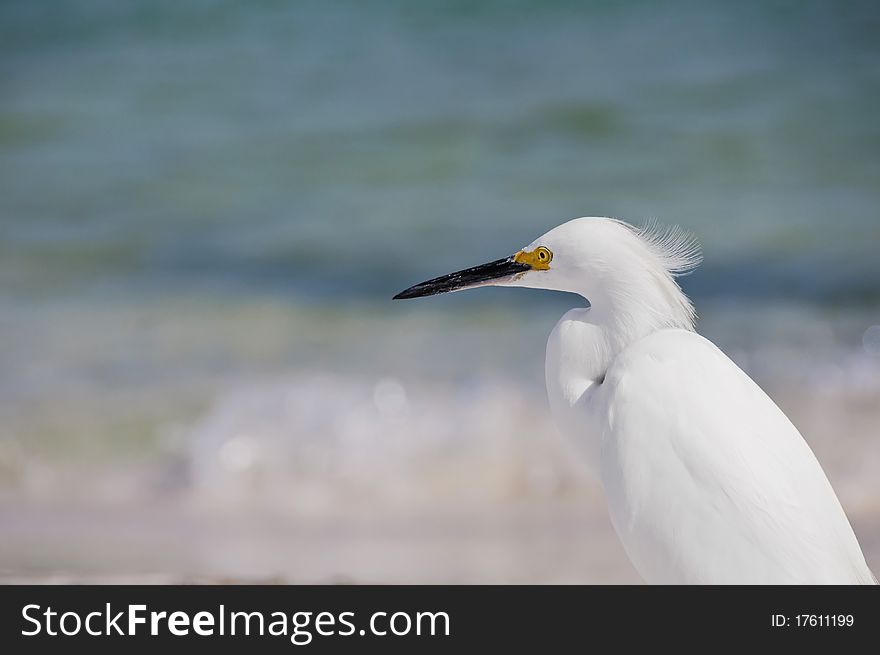 Closeup of a Snowy egret in Florida