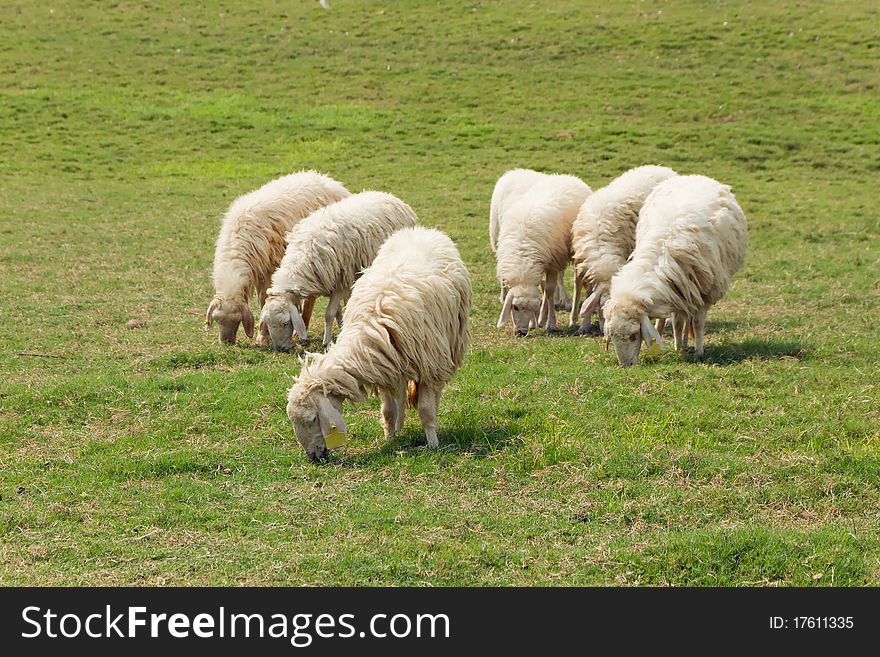 Six Sheep Was Eating On The Lawn