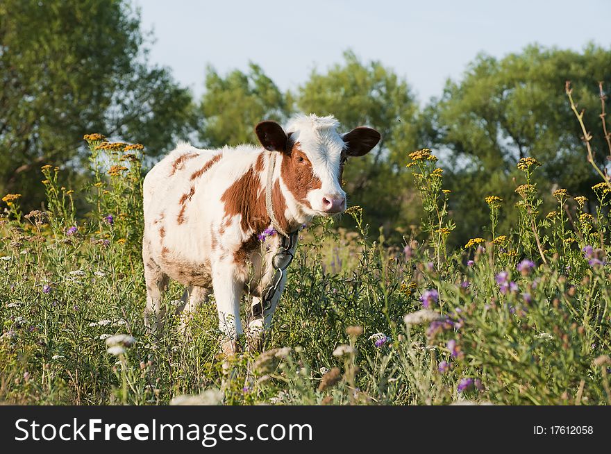 Young bull among a grass. summer photo