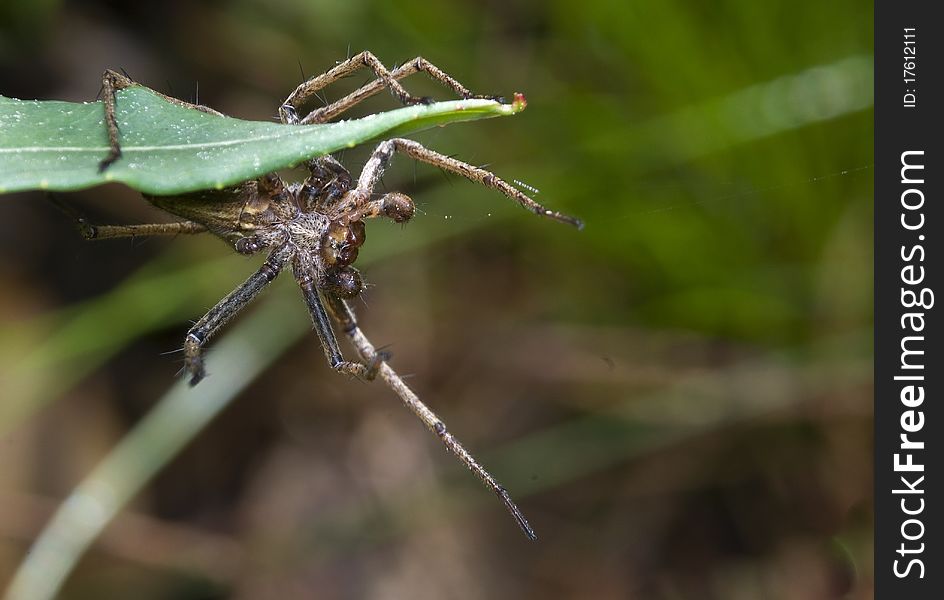 Pisaura mirabilis a spider with a highly variable coloration while hunting