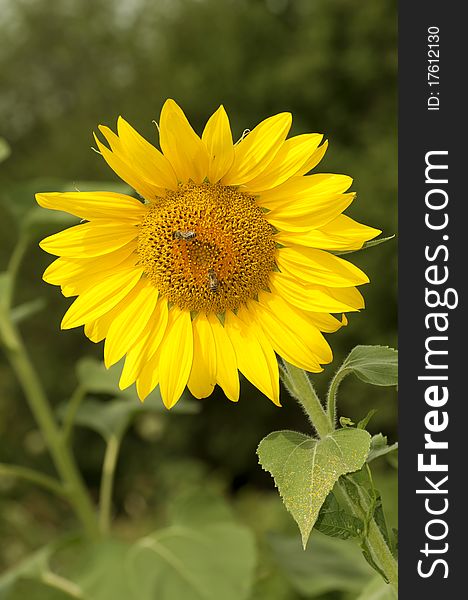 Yellow Sunflower Is Pollinated By Bees