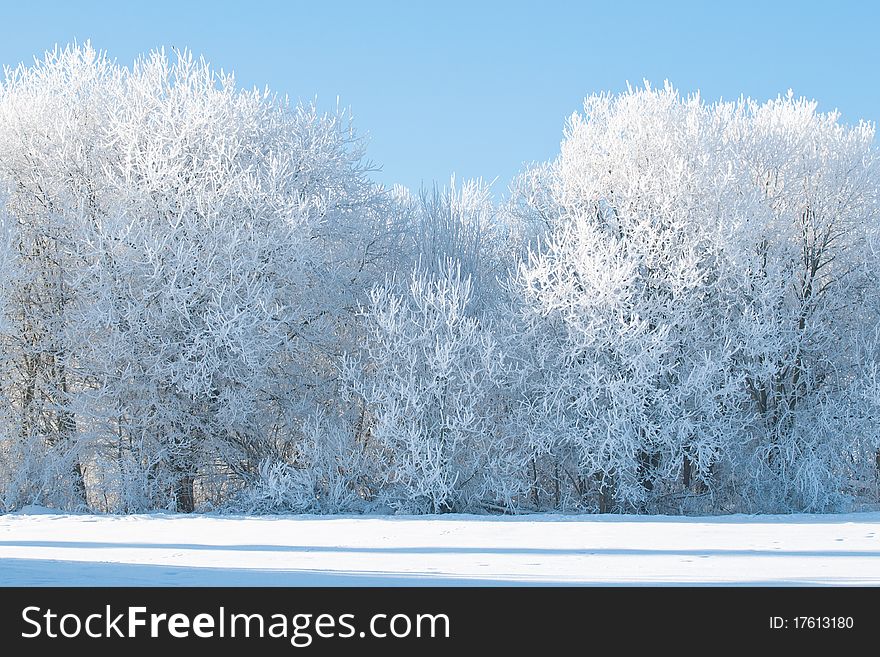 Frozen Trees On The Field