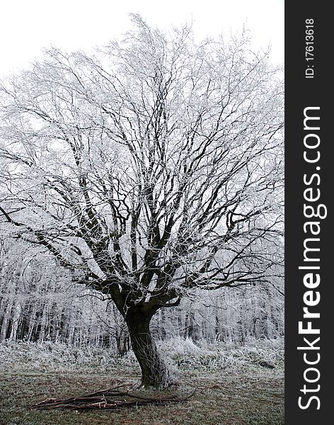 Single bare tree in the snow during winter season. Single bare tree in the snow during winter season.