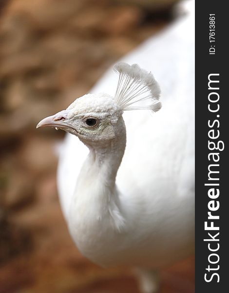 A close-up of a beautiful white peacock.