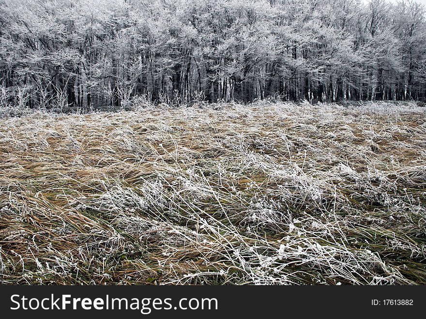 Hoarfrost on a grass, blowing wind.