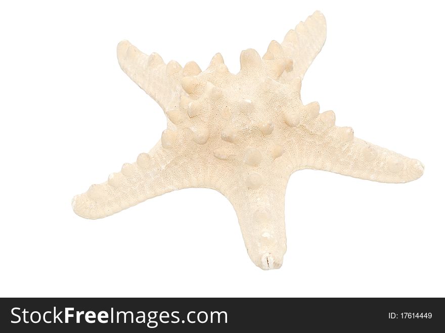 A starfish with the white background