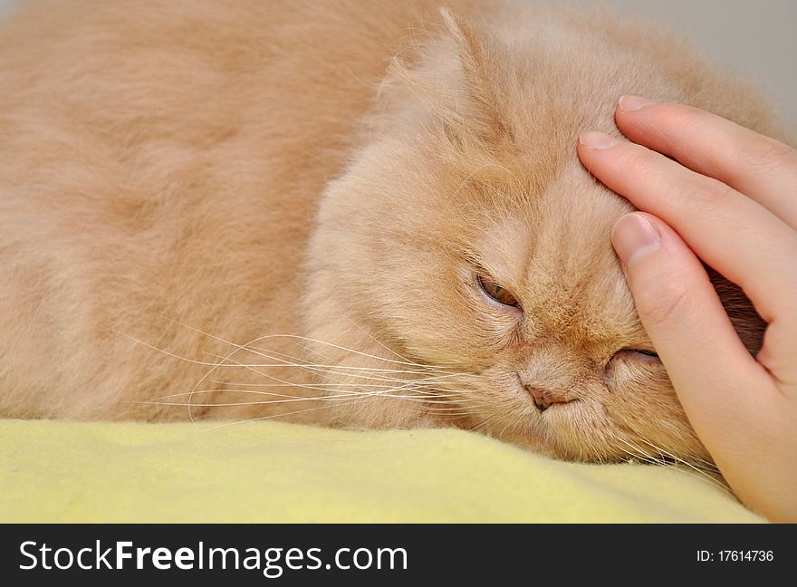 Touching persian cat when she sleeps