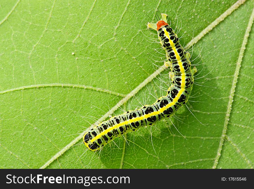 A cute caterpillar on leaf