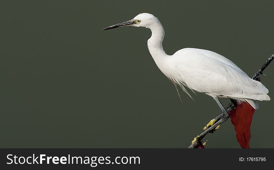 A white egret Standing on the ropes