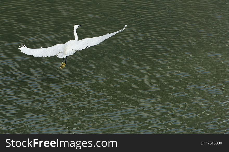 White egret in flight