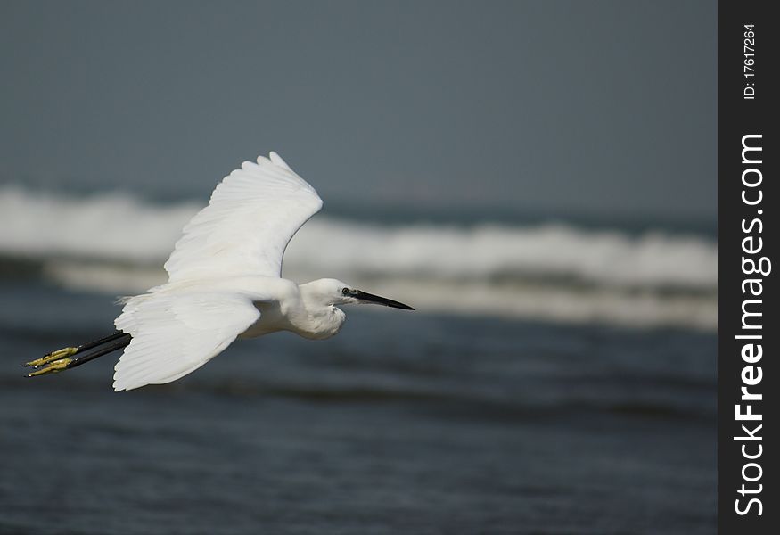 Snowy Egret on full flight by the beach side. Snowy Egret on full flight by the beach side